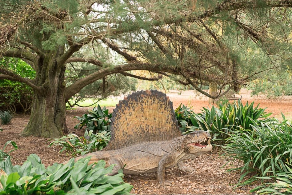 Dinosaur Engagement Leu Gardens Dinosaur Engagement Leu Gardens
