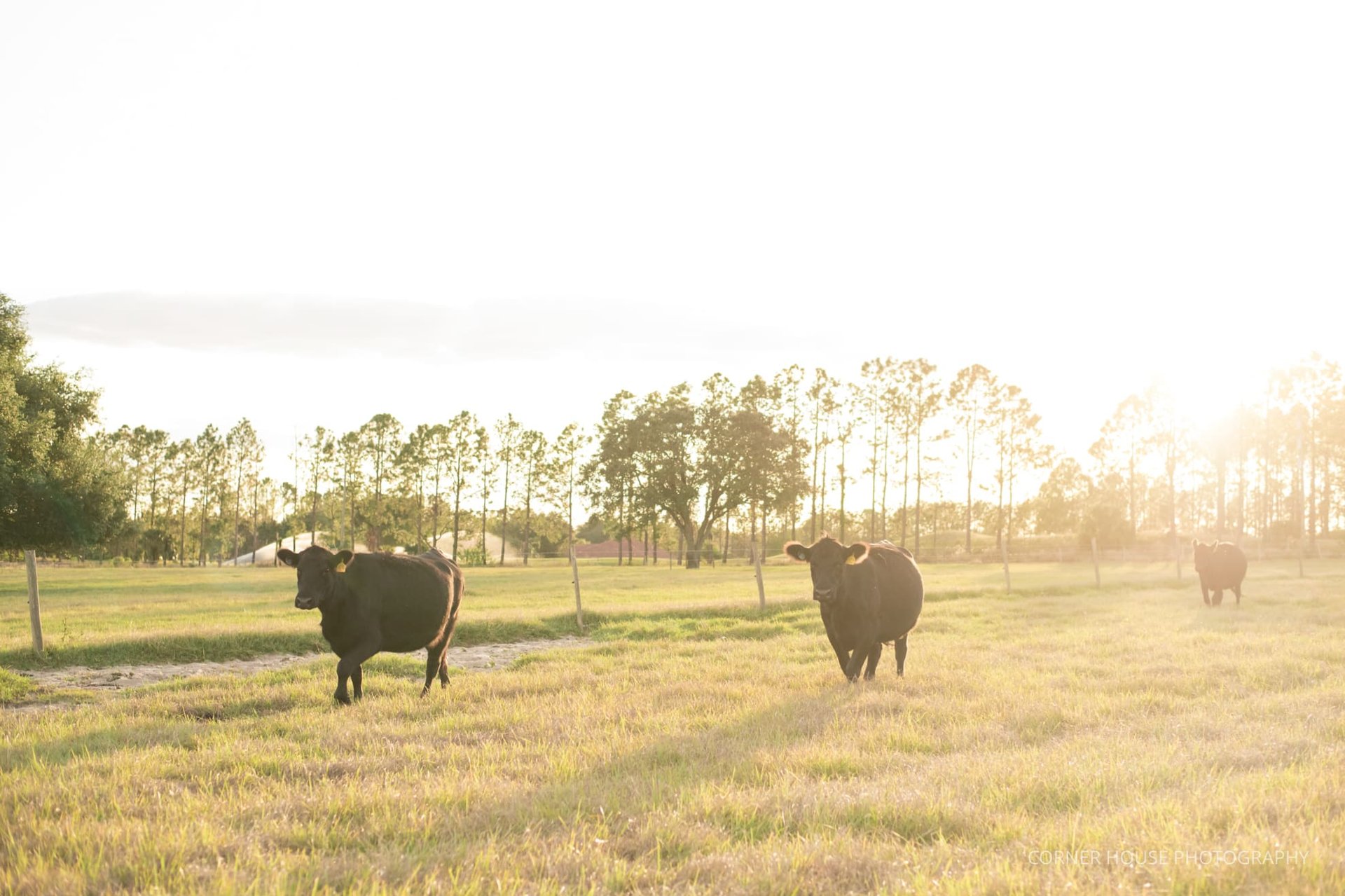 Ericka & Jason’s Country Engagement