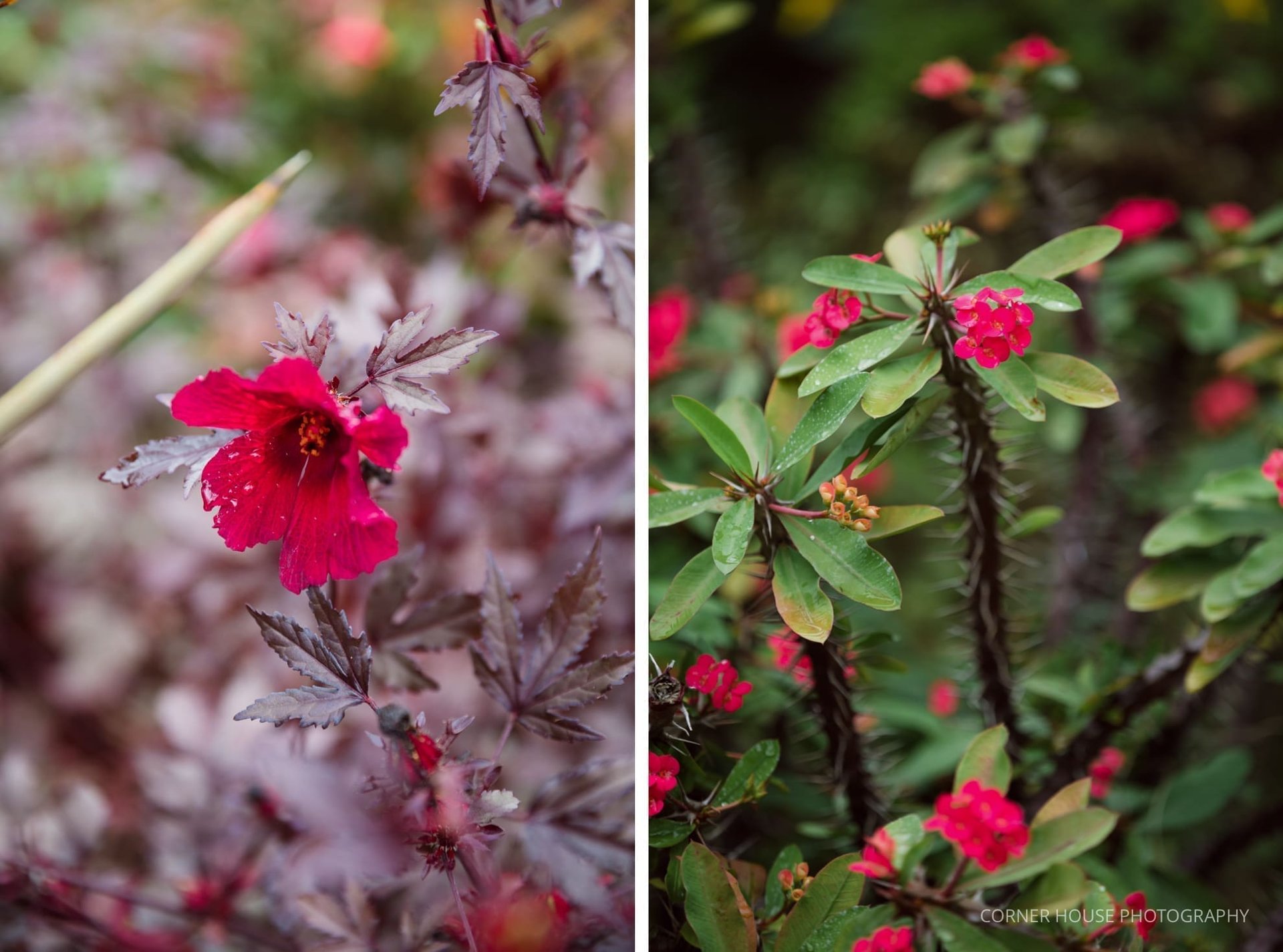 Leu Gardens Elopement