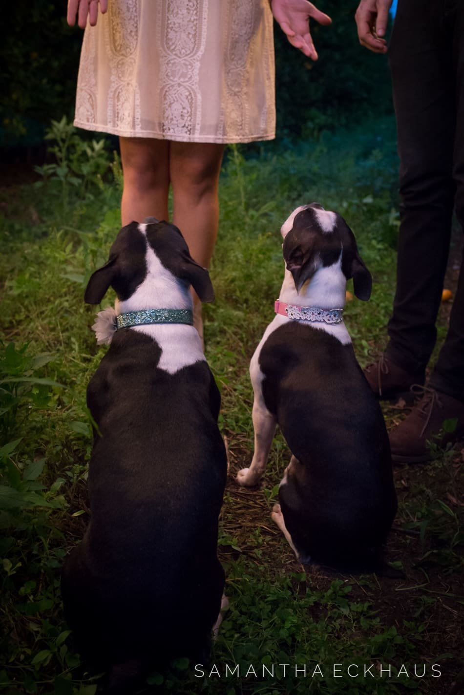 Orange Grove Engagement Orange Grove Engagement