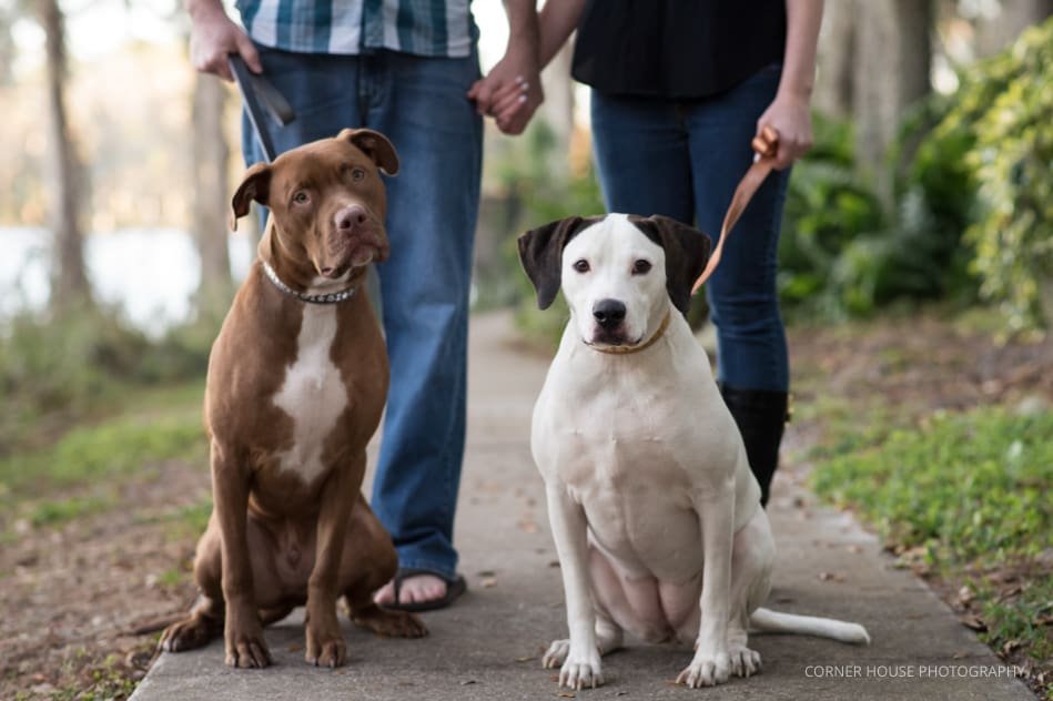 Orlando Puppy Engagement