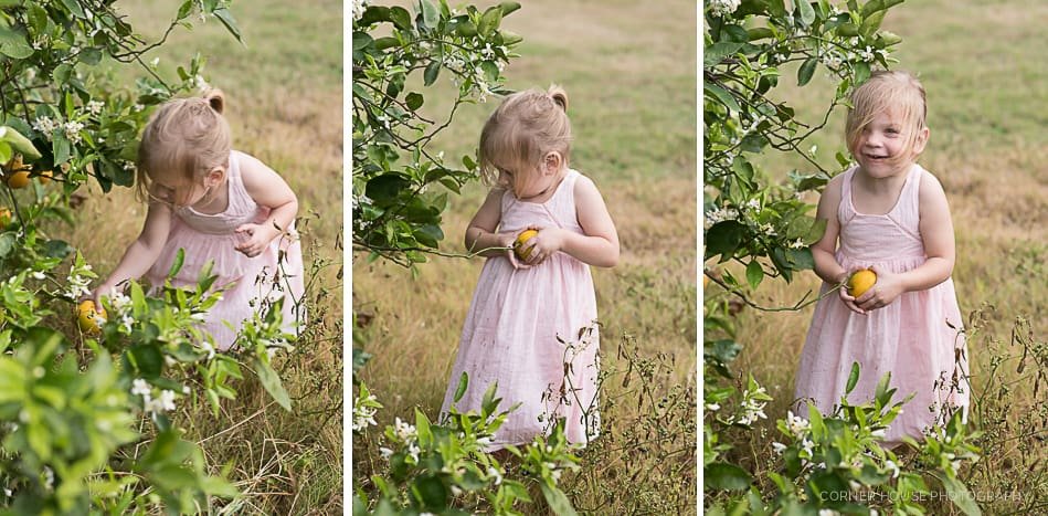 Orange Grove Family Portraits Orange Grove Family Portraits